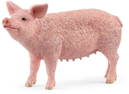 Pig