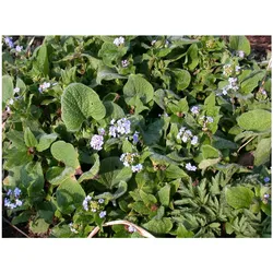 Brunnera macrophylla 'Langtrees', Kaukasusvergissmeinnicht, ca. 9x9 cm Topf