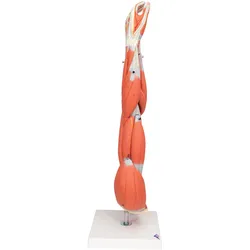 Armmuskel Modell, 6-teilig - 3B Smart Anatomy