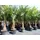grünwaren XXL Palme winterhart 180 - 190 cm Trachycarpus fortunei, Hanfpalme,