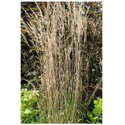 Calamagrostis x acutiflora 'Overdam', Ziergras, ca. 9x9 cm Topf