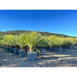 sunny-tree Sunny Tree - Yucca Rostrata - Palme - Stammhöhe 20/30 cm Winterharte Pflanze bis -20°C