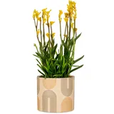 Scheurich Blumentopf aus Keramik, Farbe: Arcade, 16 cm Durchmesser, 15 cm hoch, 2,6 l Vol.