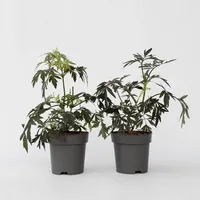 Plant in a Box - Holunder - 4 Stk