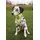 Trixie Safer Life Halstuch L-XL 43-60 cm Gelb