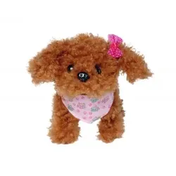 CCL Tea Cup Poodle Puppy