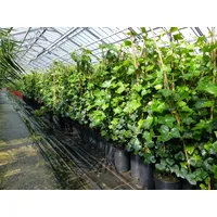 Grünwaren 20 Stück Efeu Hedera helix 85-105 cm Heckenpflanze