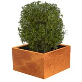 Palatino Exclusive Line Hochbeet/Pflanzkübel Clara 100 x 100 x 50 cm