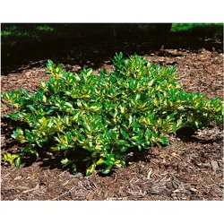 Euonymus fortunei 'Sunspot', Kriechspindel, ca. 9x9 cm Topf
