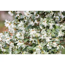 Pflanzen Für Dich Osmanthus burkwoodii, Duftblüte, immergrün, 40–60 cm