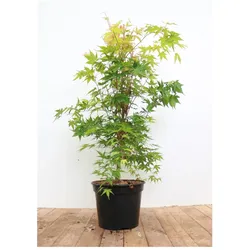 Acer palmatum 'Sangokaku', Japanischer Ahorn, leuchtend rot, 40–50 cm