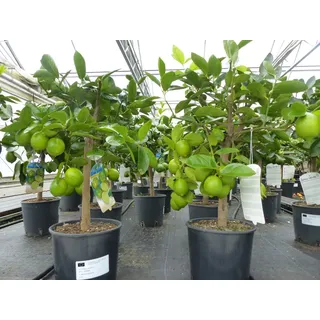 grünwaren echte Caipi Limette Caipirinha Limettenbaum Citrus Lime 70 - 90 cm Zitruspflanze