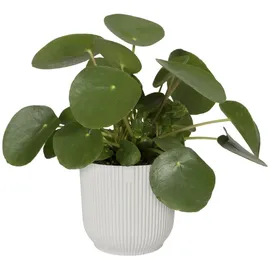 elho Blumentopf Vibes Fold Ø 30 cm seidenweiß