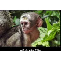 Vero Kalender Welt der Affen 2026 Fotokalender DIN A3