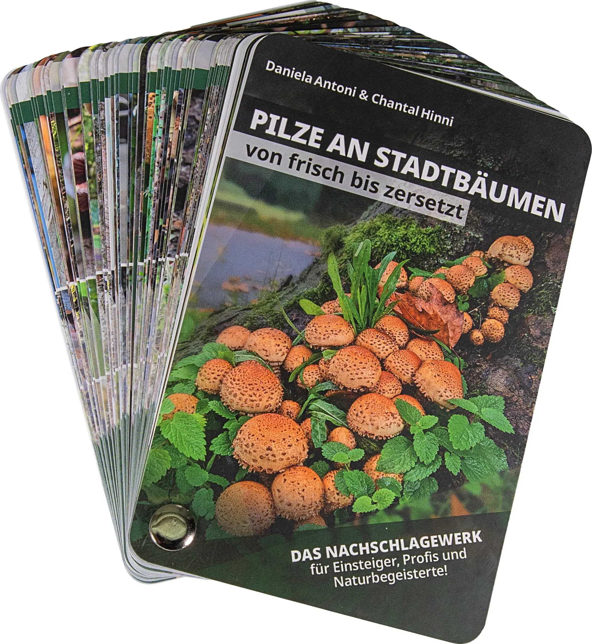 Bestimmungsfächer – Pilze an Stadtbäumen – von frisch bis zersetzt
