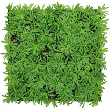 JANGAL Wandpaneel Jangal Modular Wall grün 2 St. 52 x 52 cm