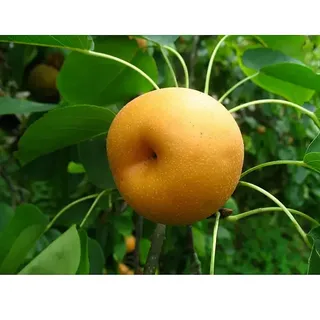 Säulen-Birnenbaum Nashi Hosui  (Pyrus pyrifolia, Säule)