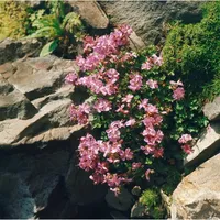 Pflanzen Für Dich Geranium dalmaticum, Balkan-Storchschnabel, rosa, ca. 9x9