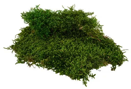 Langmoos 2,5kg natur grün