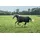 Bucas Irish Turnout 0g, Regendecke