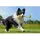 INSTA360 GO 3 Fetch Stick