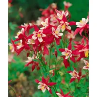 Pflanzen Für Dich Aquilegia caerulea 'McKana', Akelei, bunte Blüten,