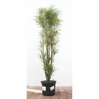 Pflanzen Für Dich Rhamnus frangula 'Asplenifolia', Faulbaum, schmalblättrig, 80–100