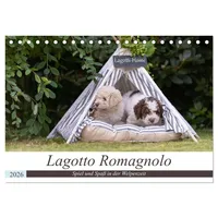 Calvendo Lagotto Romagnolo - Spiel und Spaß in der