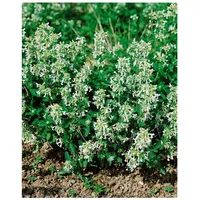 Pflanzen Für Dich Nepeta racemosa 'Snowflake', Katzenminze, weiß, ca.