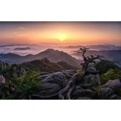 Fototapete PAPERMOON "Photo-Art TIGER SEO, SONNENAUFGANG AUF DER SPITZE", bunt, B:5,00m L:2,80m, Vlies, Tapeten