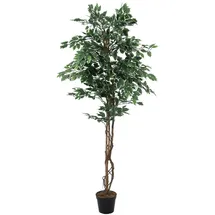 Europalms Silberficus-Benjamini, 180cm