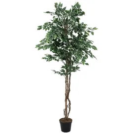 Europalms Silberficus-Benjamini, 180cm