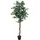 Europalms Silberficus-Benjamini, 180cm