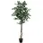 Europalms Silberficus-Benjamini, 180cm