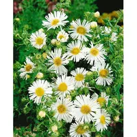 Pflanzen Für Dich Aster novae-angliae 'Herbstschnee' p 1