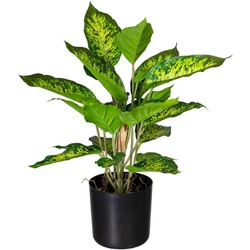 Künstliche Zimmerpflanze Dieffenbachia Dieffenbachia, Creativ green, Höhe 46 cm grün 46 cm