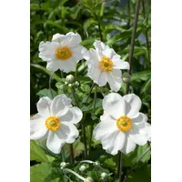 Pflanzen Für Dich Anemone japonica 'Andrea Atkinson', Herbstanemone, ca.