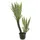 Europalms Orchideen-Kaktus, 160cm