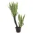 Europalms Orchideen-Kaktus, 160cm