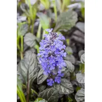 Pflanzen Für Dich Ajuga reptans 'Braunherz', Günsel, bronzefarben, ca.