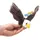 Sonstige Verlage Pocketkins Eco Weißkopfseeadler 12 cm Braun/Mehrfarbig