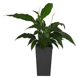 Dehner Kunststoff-Topf Elise konisch, matt, ca. B15/H26/T15 cm, Dunkelgrau