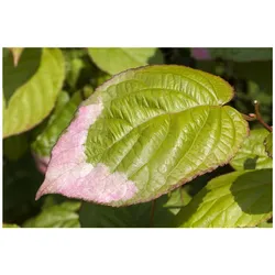 Actinidia kolomikta, Kiwi, 40–60 cm, dekoratives Laub