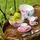 Villeroy & Boch Mariefleur Gris Basic Frühstücks-Set 18-tlg.
