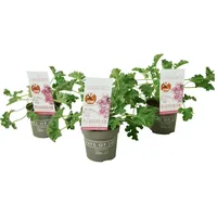 Plant in a Box - Anti-Moskito-Pflanze - 3 Stk