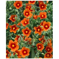 Pflanzen Für Dich Helianthemum x cult. 'Bronzeteppich', Sonnenröschen, bronzefarben,