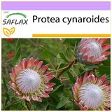 Saflax - Königsprotea - 5 Samen - Protea cynaroides