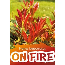 pflanzen-boering 10x Kirschlorbeer Genolia® 60-80 cm - Immergrüne Heckenpflanzen - für - Sichtschutz Pflanzen schnel...