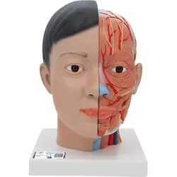 Lebensgroßes, asiatisches Kopfmodell mit Gehirn & Hals, 4-teilig - 3B Smart Anat...