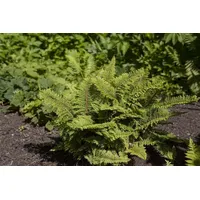Pflanzen Für Dich Polystichum Setiferum Filigranfarn 40–60 cm